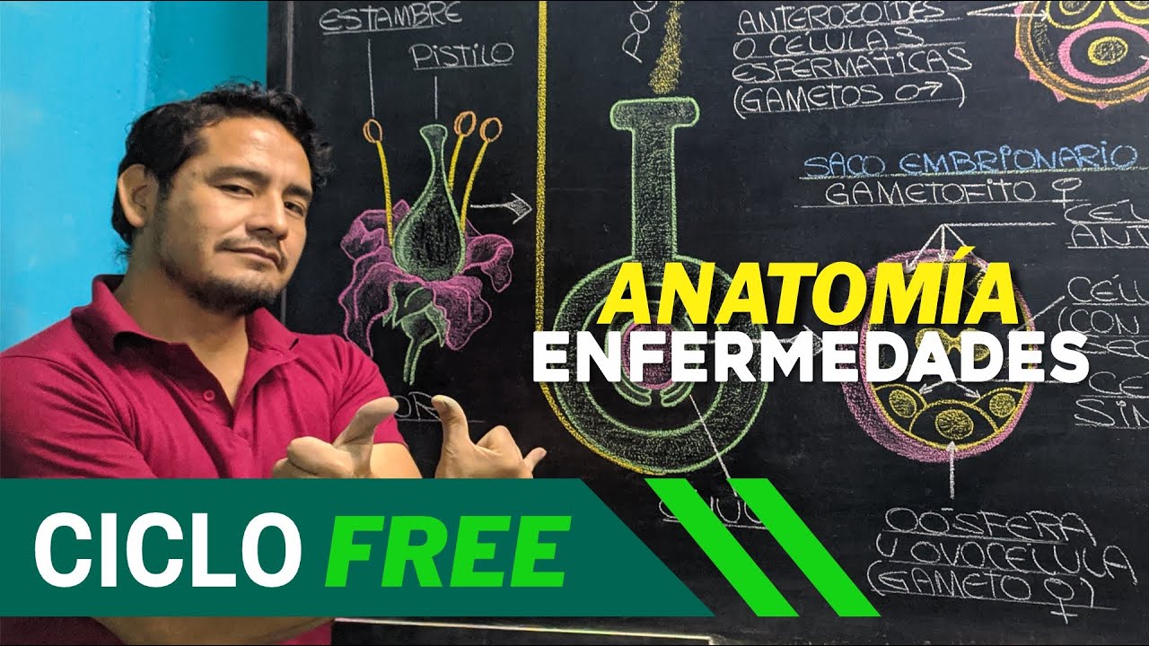 ANATOMÍA - Enfermedades [CICLO FREE]