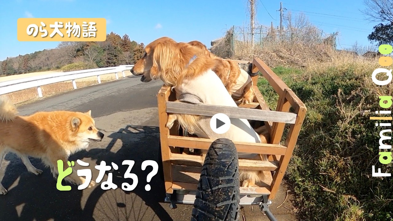 のら犬くんが、ファミリーに出会うと・・・【M.ダックスと近所ののら犬】