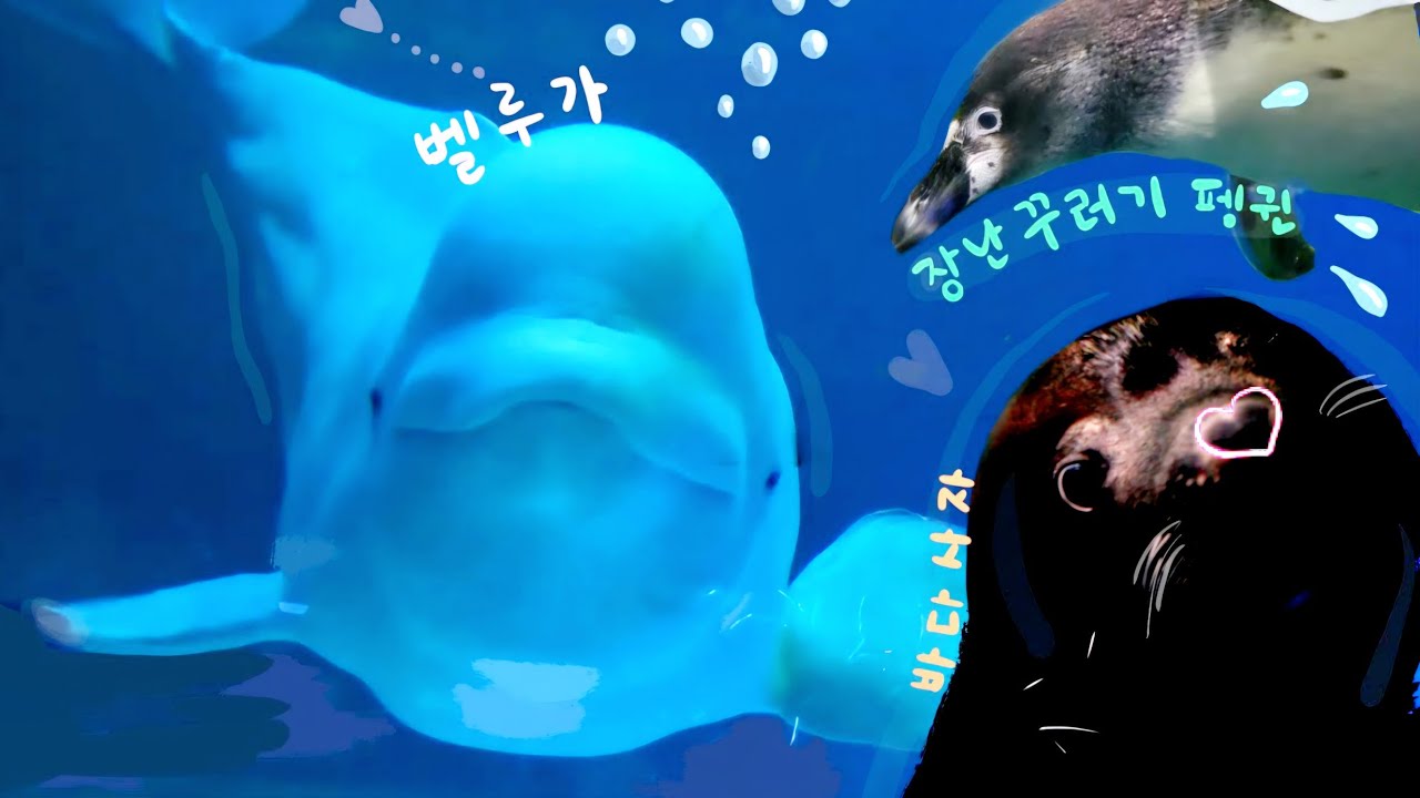 정말 사랑스러운 벨루가와 아쿠아리움 귀요미들 (Lotte world aquarium)