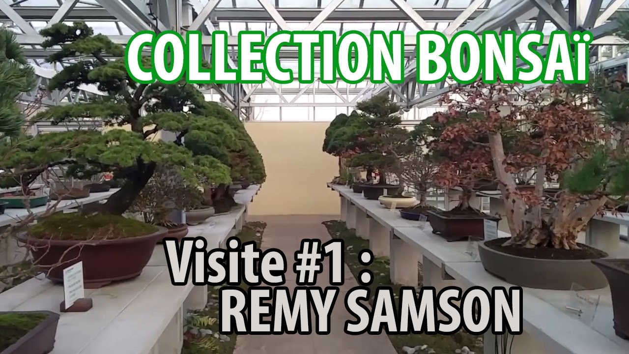 Collection de Bonsaïs de Rémy Samson