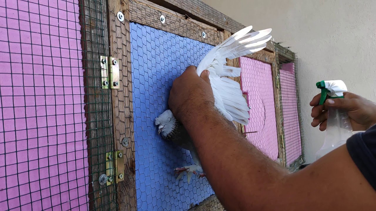 Güvercinde Bite Pireye At Sineğine Son Uygulamalı