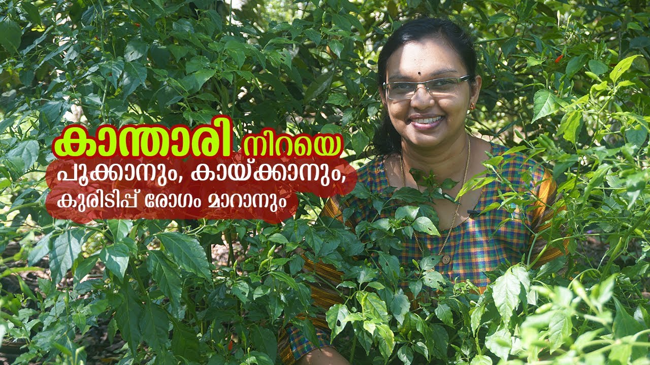 കാന്താരിയിലെ കുരുടിപ്പ് രോഗം മാറാൻ