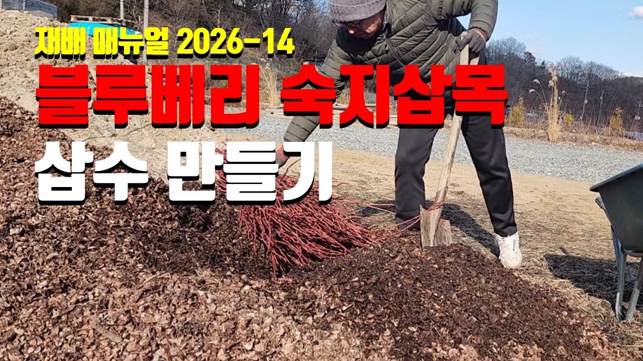 26년 블루베리 숙지 삽목 진행 준비(삽수 조재,  삽수 나눔. 위탁 삽목 접수)