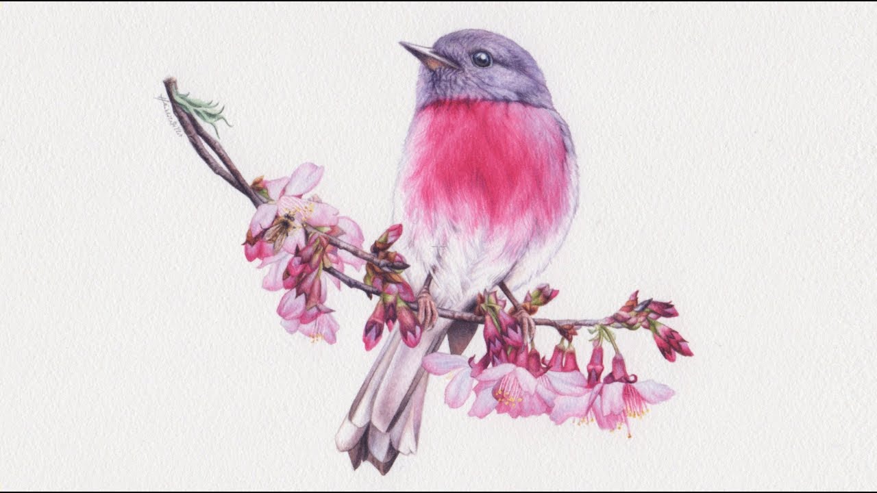 Rose Robin and Blossom Watercolour Painting