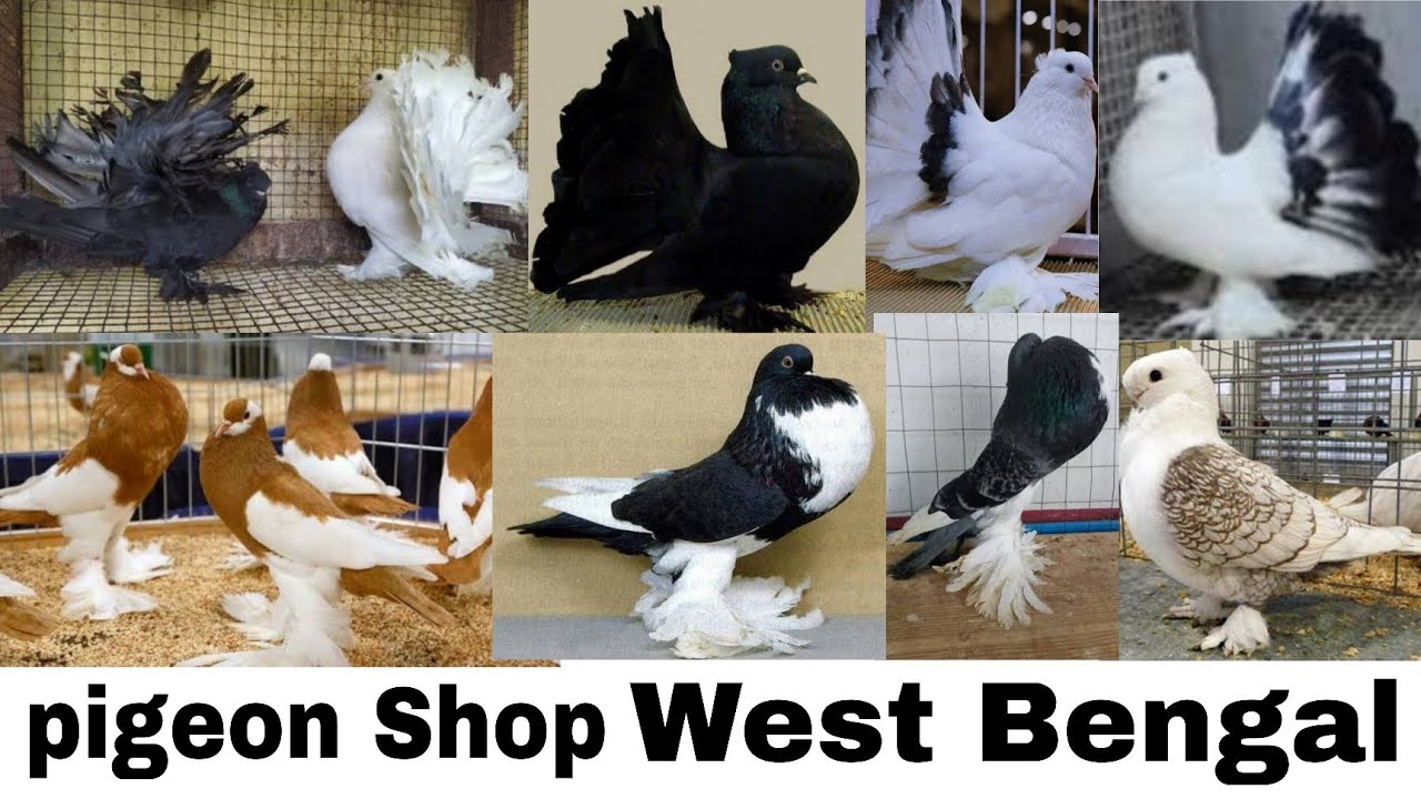 Pigeon shop in West Bengal fancy  pigeon shop Kolaghat পাখি ও পায়রা দোকান কোলাঘাট পূর্ব মেদিনীপুর