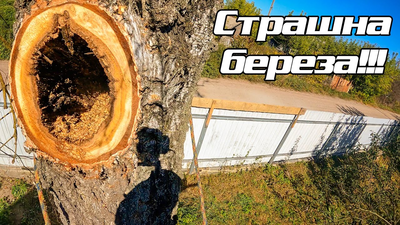 Дорізаємо осику і ріжемо суху березу