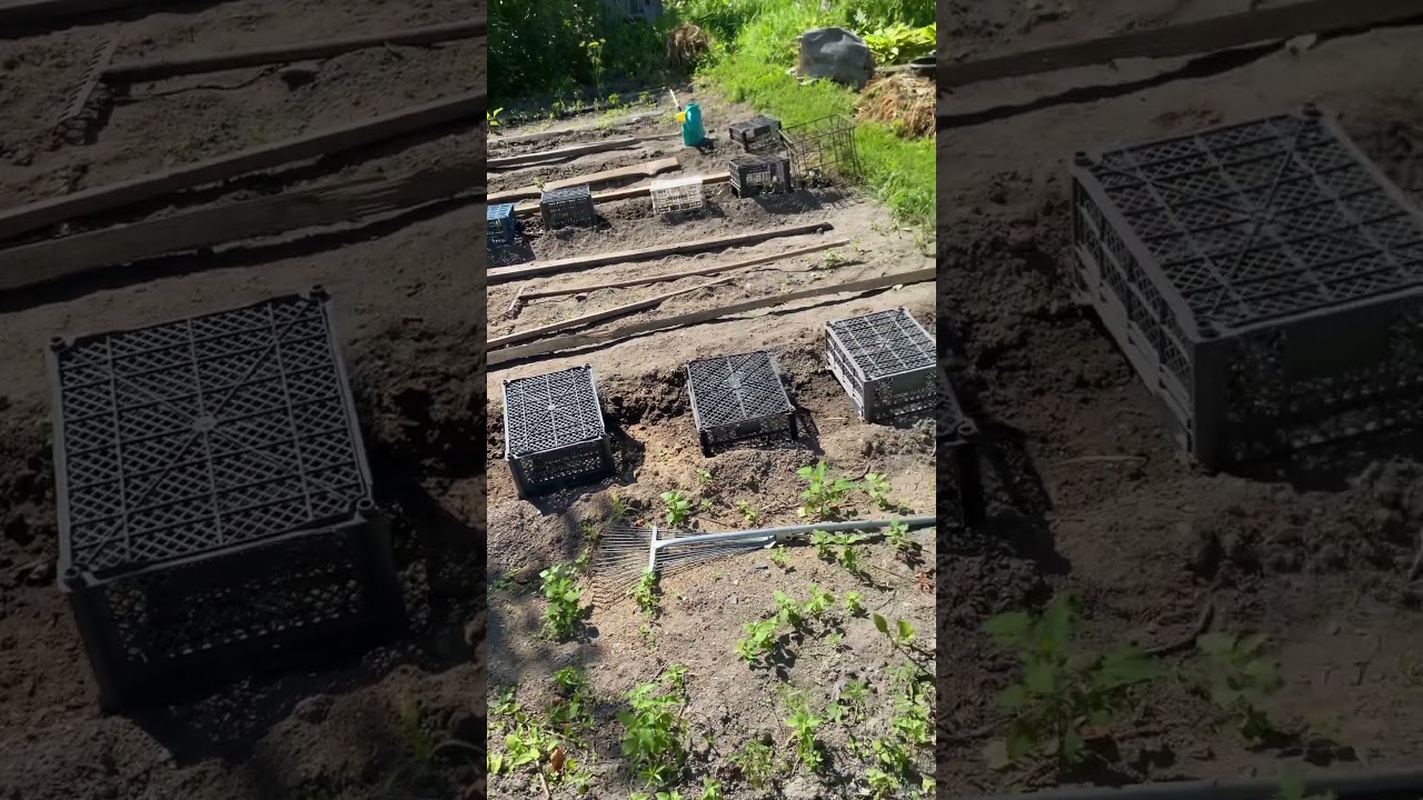 Что посадила в этом году #органическоеземледелие
