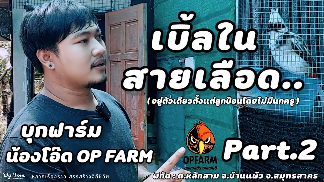 บุกฟาร์ม | น้องโอ๊ด OP FARM (บ้านแพ้ว) เพาะผสมนกกรงหัวจุกข้ามสาย พัฒนาเพื่อการแข่งขัน |  Part.2