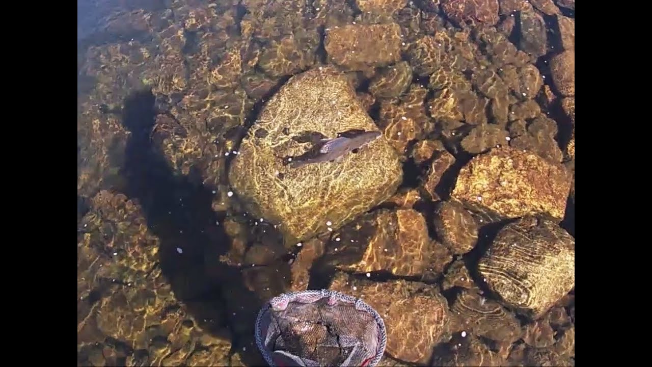 Another grayling paradise in Lapland / Toinen Lapin harjusparatiisi