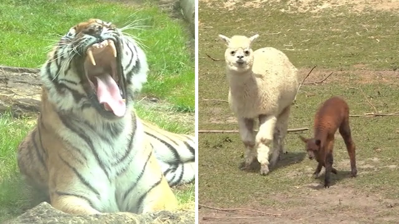 Zoološki vrt na Paliću ponovo radi