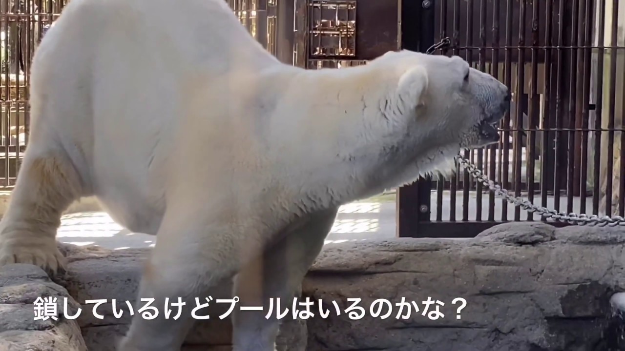 【しろくまピース💓】プールに鎖がかかってるよ🌈育ての飼育員さんの言う事聞けたね　polarbear