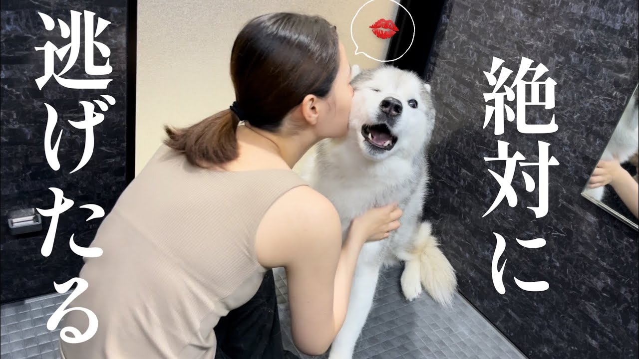 ブラッシングから解放され、一目散にママの元へと逃げ帰るシベリアンハスキー