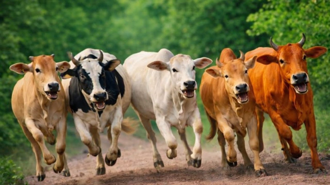 Herding tame cows that are running happily along with a herd of cows, cow sound cow Moo 