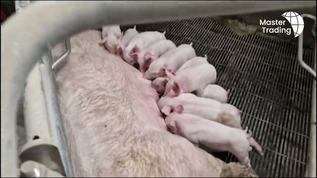 FarrowComfort - Farrowing Pen for Loose Sows