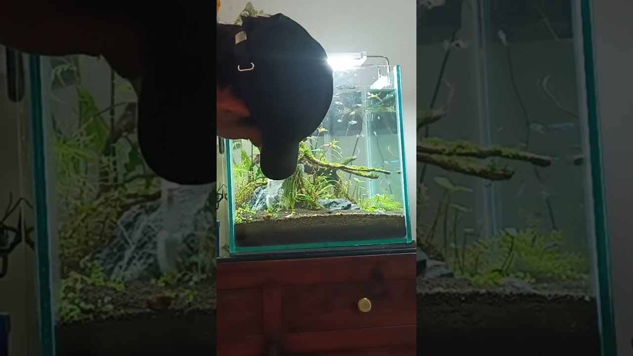 How to Clean your Planted Aquarium, Aquarium Maintenance Tips & Tricks (Hindi) 2023