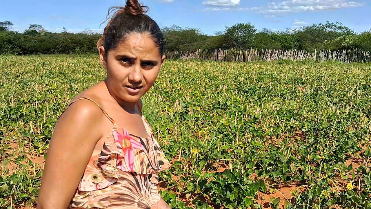 Colhendo feijão na roça com Branca e família