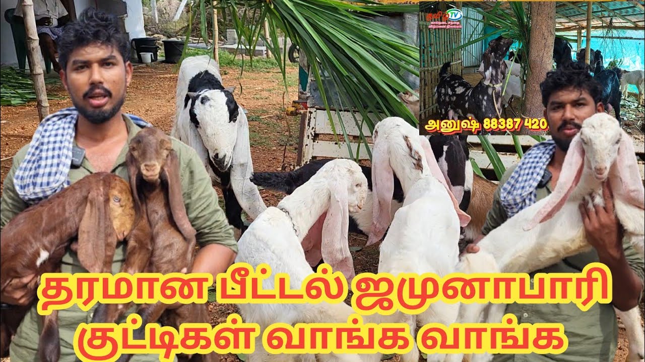 தரமான பெடல்  மற்றும் ஜமுனாபாரி குட்டிகள் ஆடுகள் கிடாய்கள் விற்பனைக்கு #goat #tamiltv 
