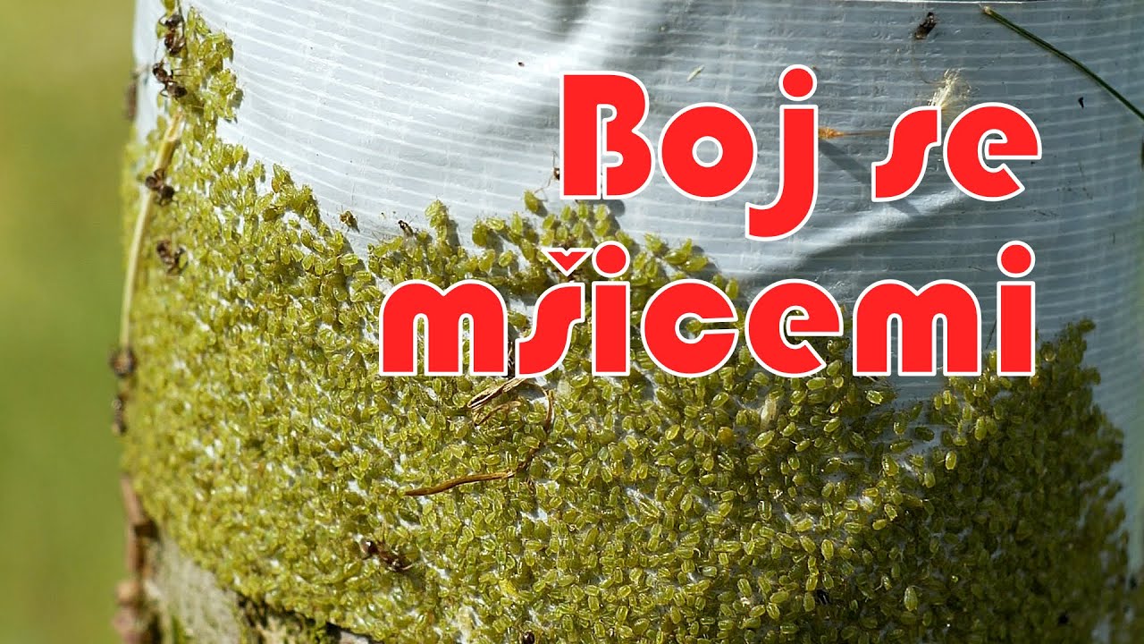 Mšice, boj se! Aneb boj se mšicemi + netopýři v akci