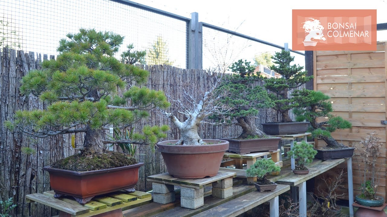 Después de comprar un bonsai - Bonsai Colmenar