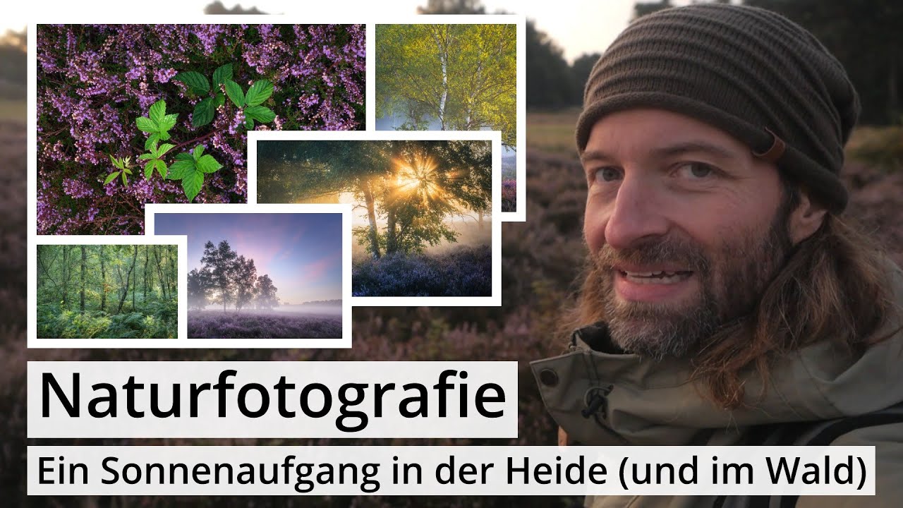 Naturfotografie: Ein früher MORGEN in der blühenden HEIDE (und im WALD)