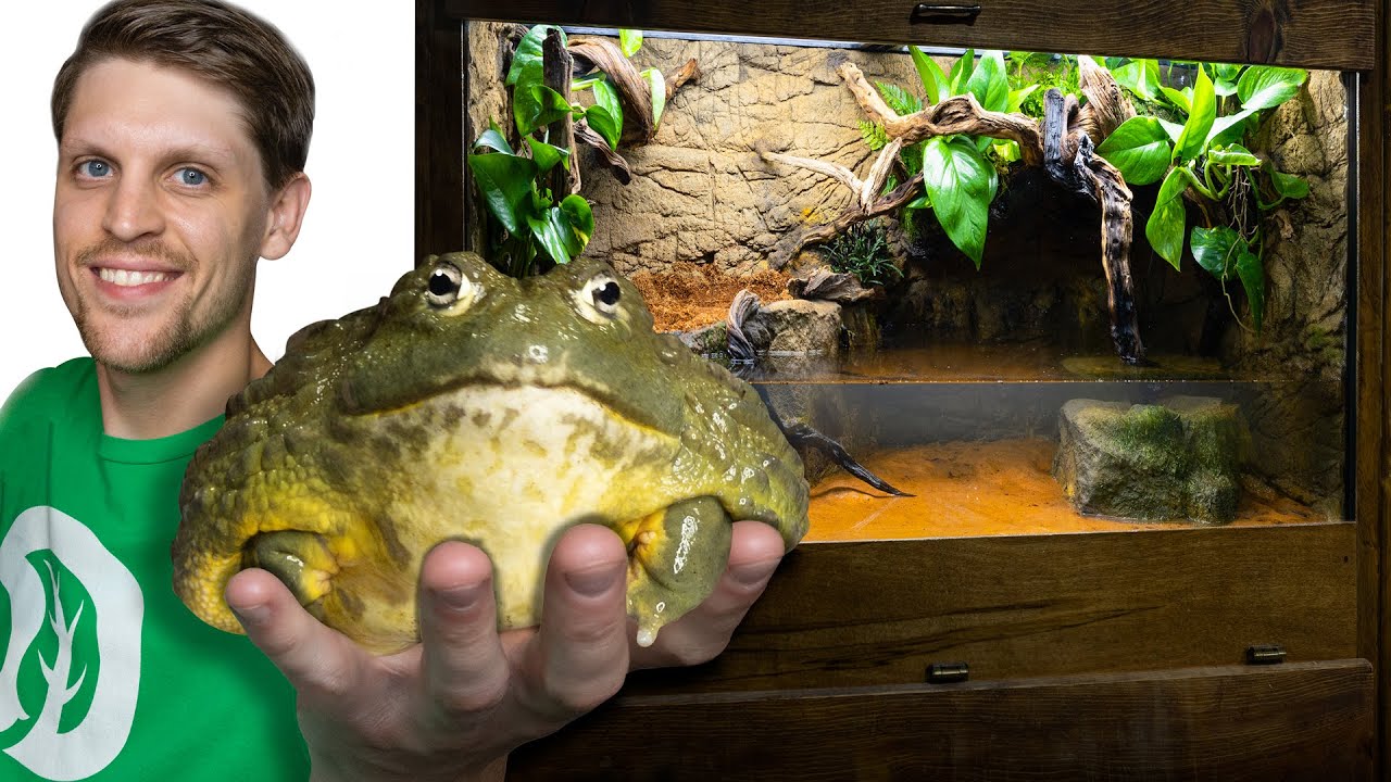 Моей гигантской лягушке-быку нужен был новый дом — история Самсона