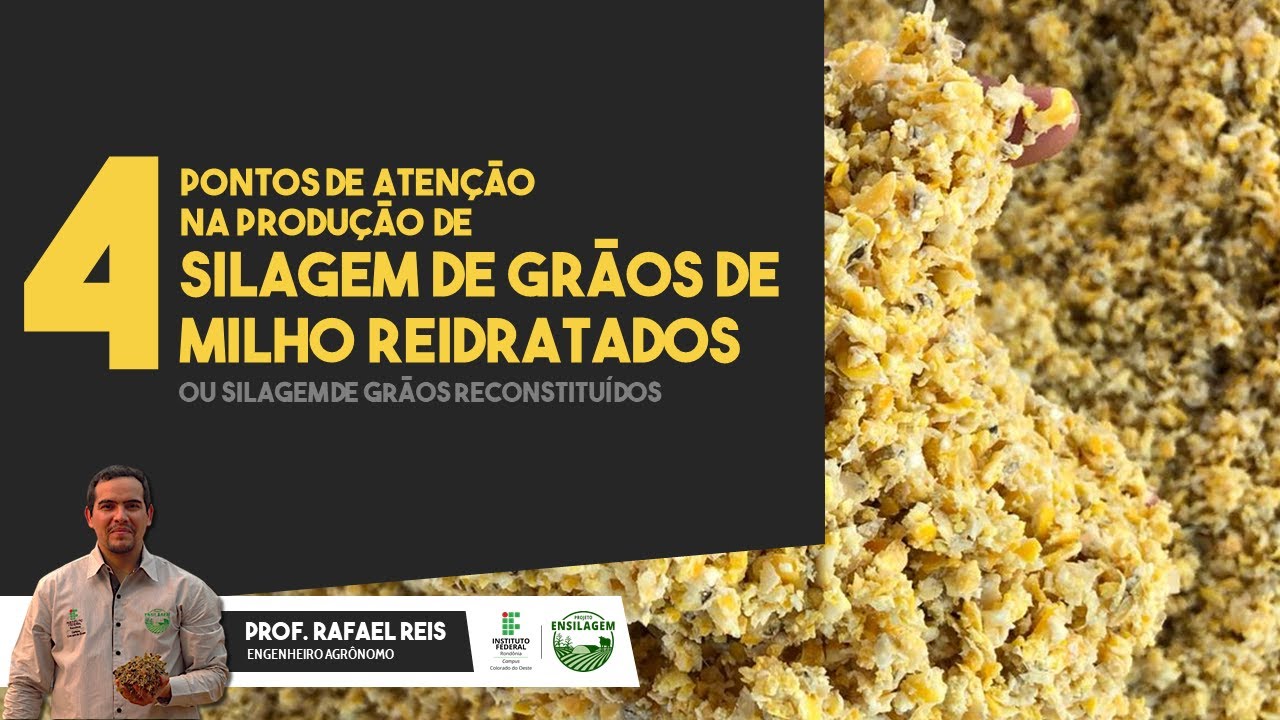 4 Pontos de Atenção na Ensilagem de Grãos de Milho Reidratados