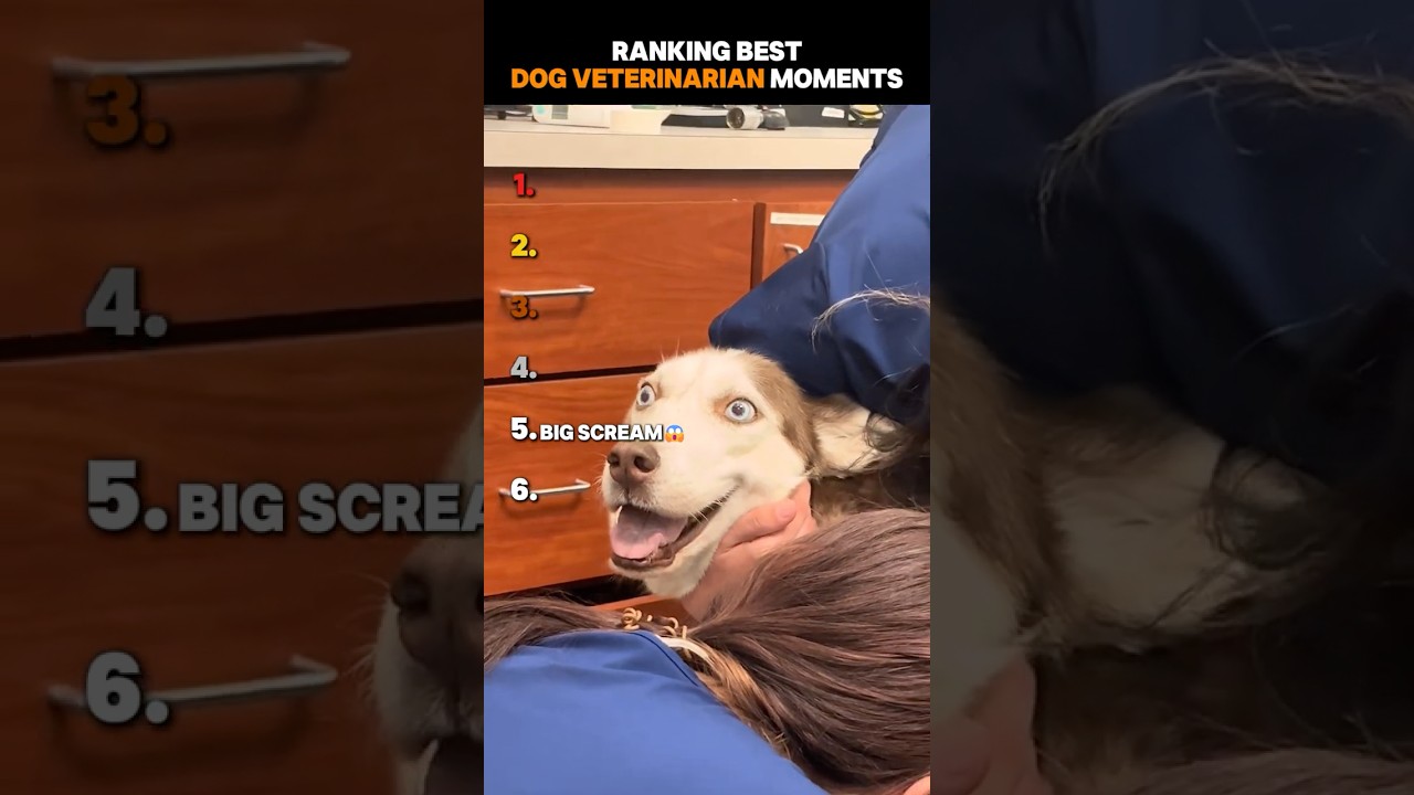 Ranking The Best Dog Veterinarian Moments