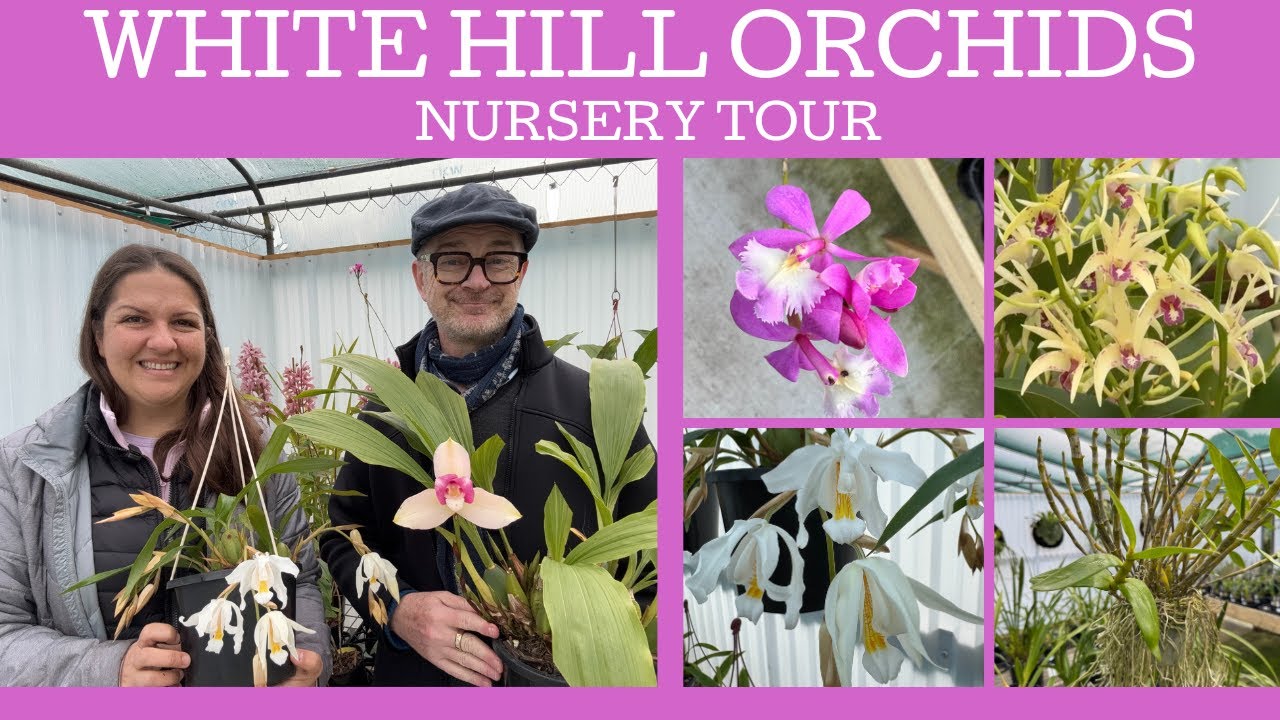 White Hill Orchids: nursery tour!