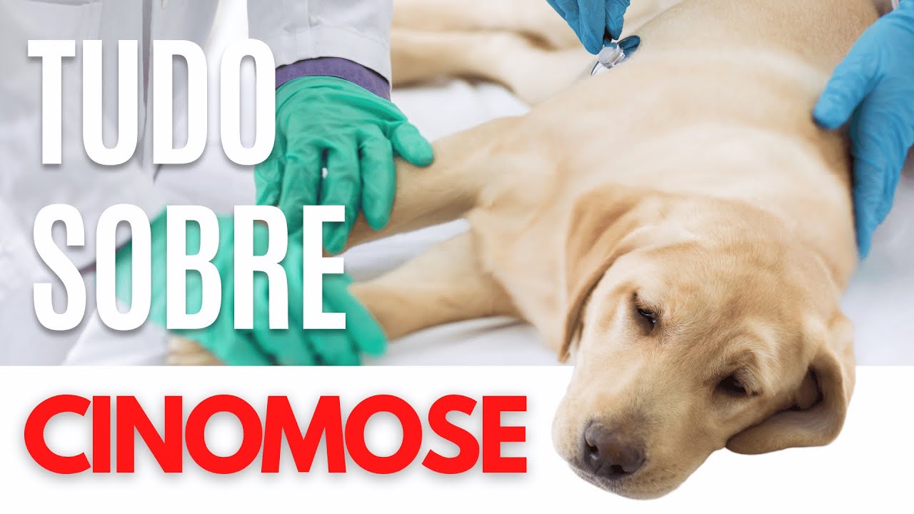 O QUE &Eacute; CINOMOSE? QUAIS OS SINTOMAS? QUAIS OS TIPOS DE TRATAMENTO? COMO PROTEGER SEU PET? | DOGBRTV🐕