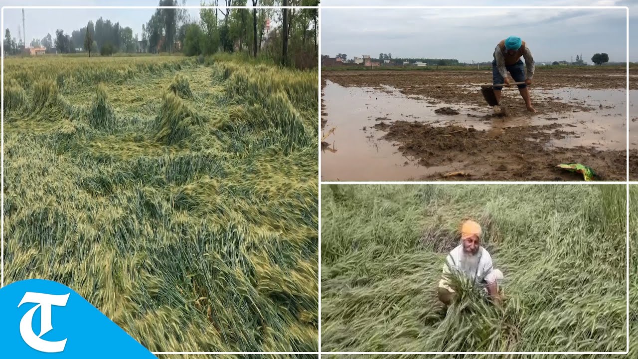 Heavy rains followed by hailstorm wreak havoc on wheat crop in Punjab ahead of harvesting season