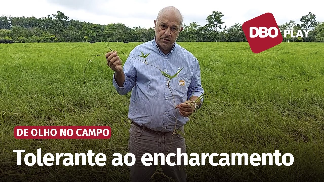 Brachiaria humidícola é excelente para áreas úmidas