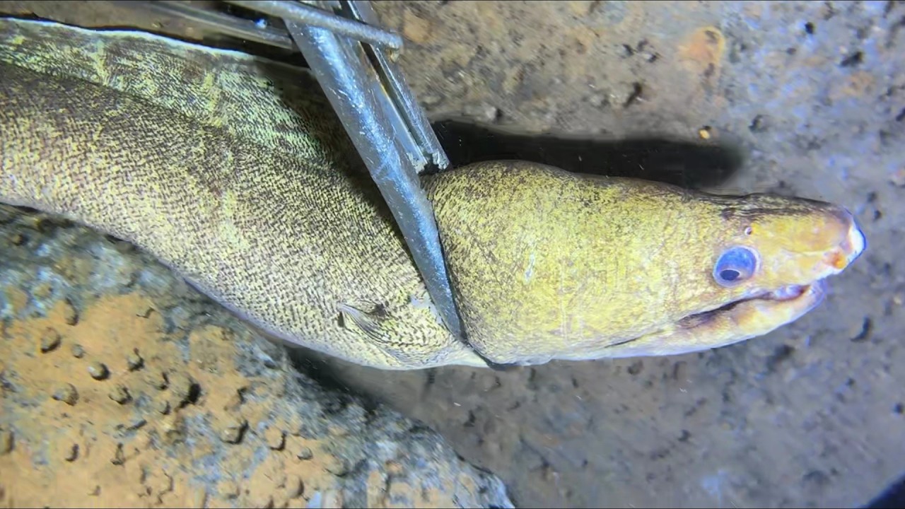 Diving under the sea to catch eels, crabs and sea cucumbers | Part 76-2