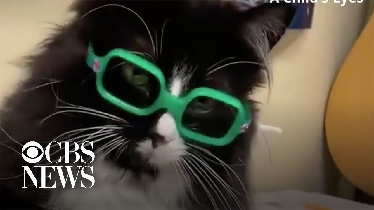 Cat helps kids feel comfortable at eye doctor