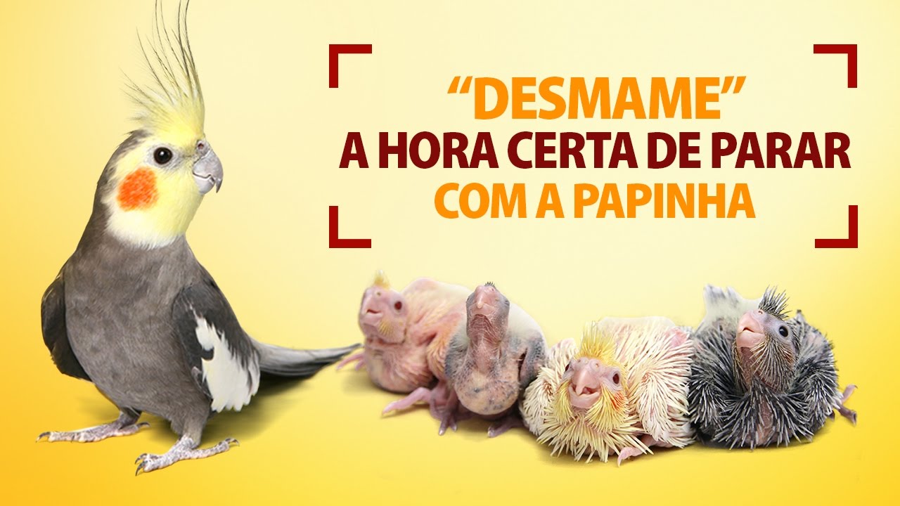 Quando é a hora de trocar a Papa para o Mix de Sementes