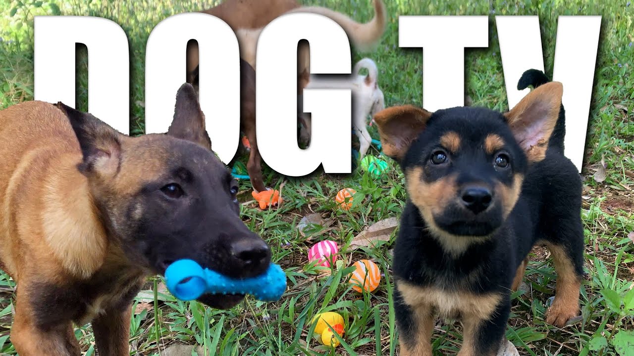 Daycare for your dog! Video for Dogs To Watch - Relax with my dog | 12 HOURS of Dog Calming Music