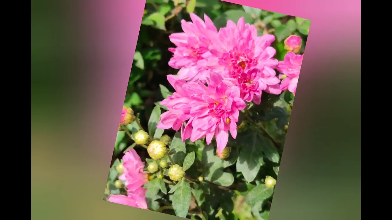 春花秋月夏風冬雲一甲子同學情，