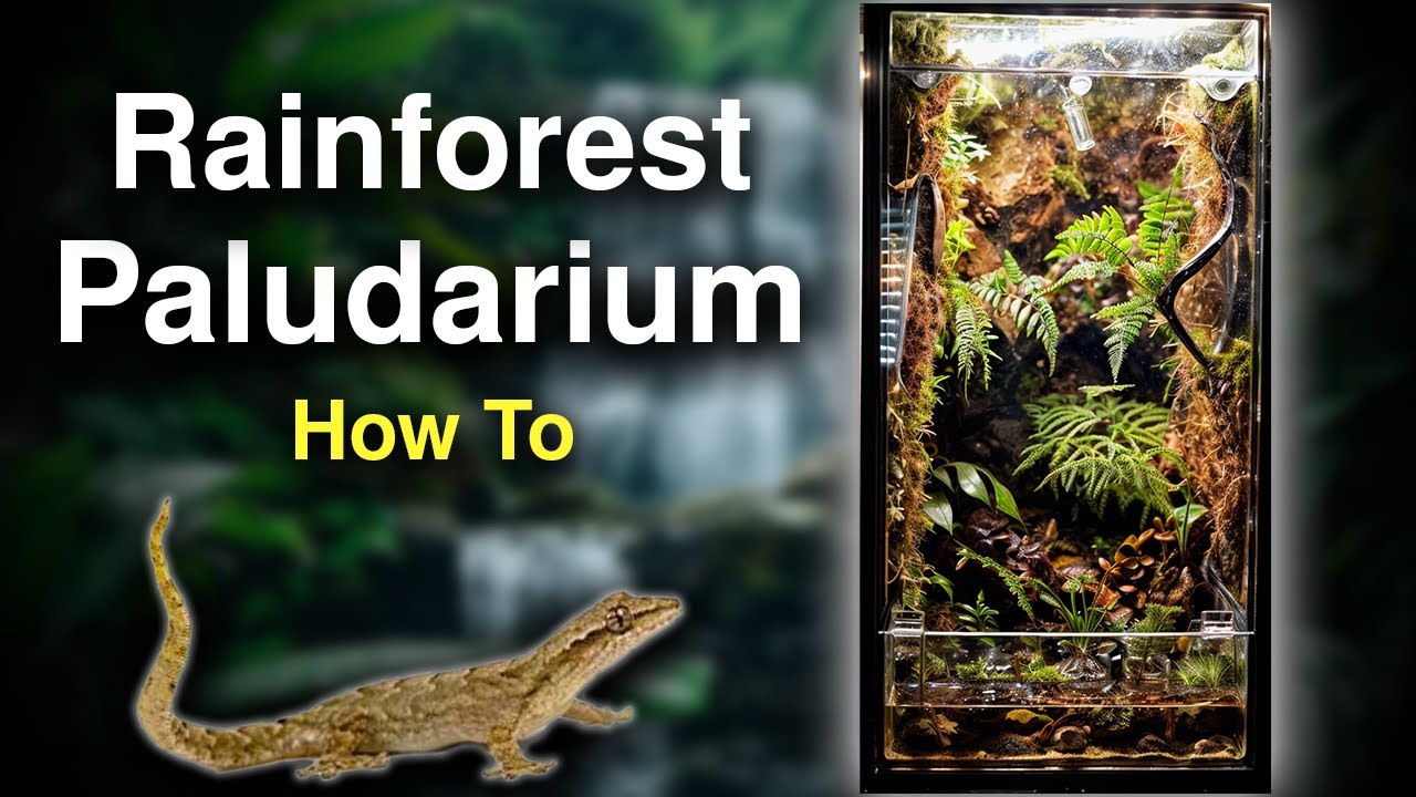 How to Build a Paladarium | A Rainforest Ecosystem