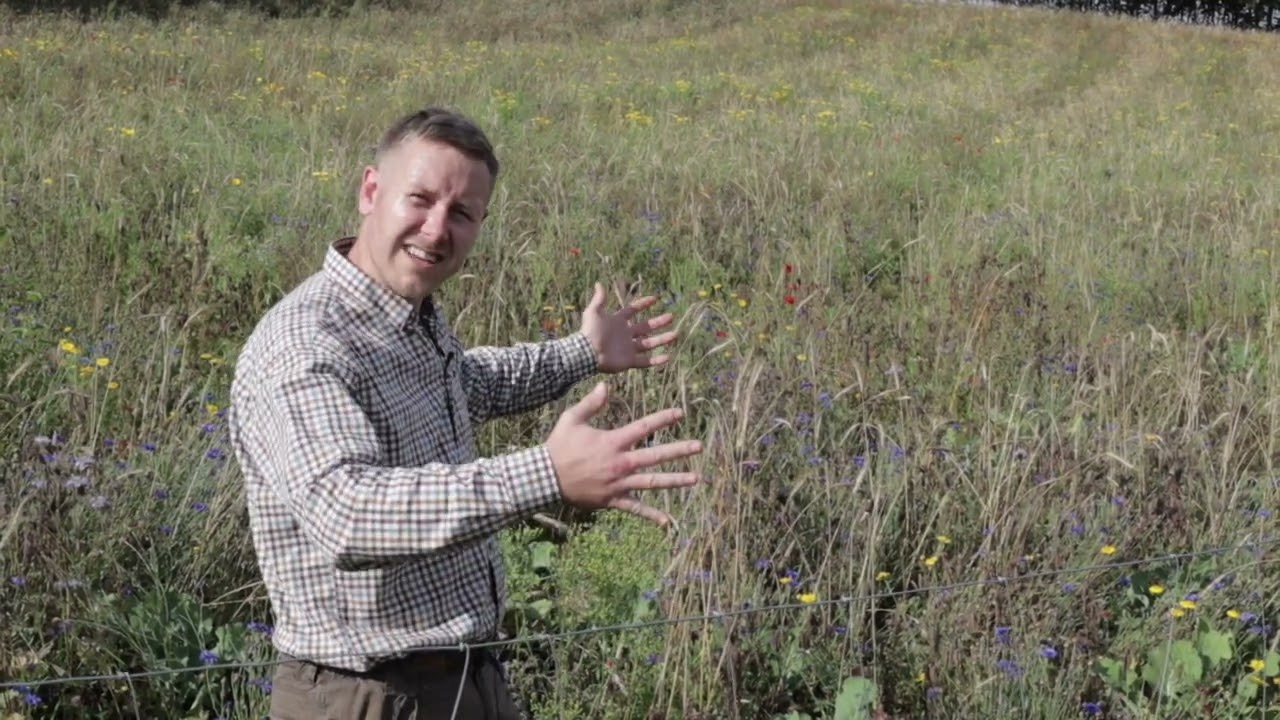 Derfor ligner vores nye skov en blomstereng