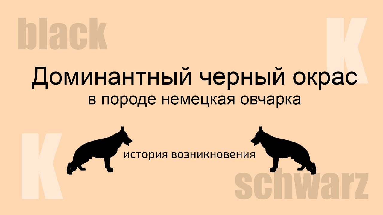 Доминантный черный окрас в породе немецкая овчарка (часть 1 История возникновения)
