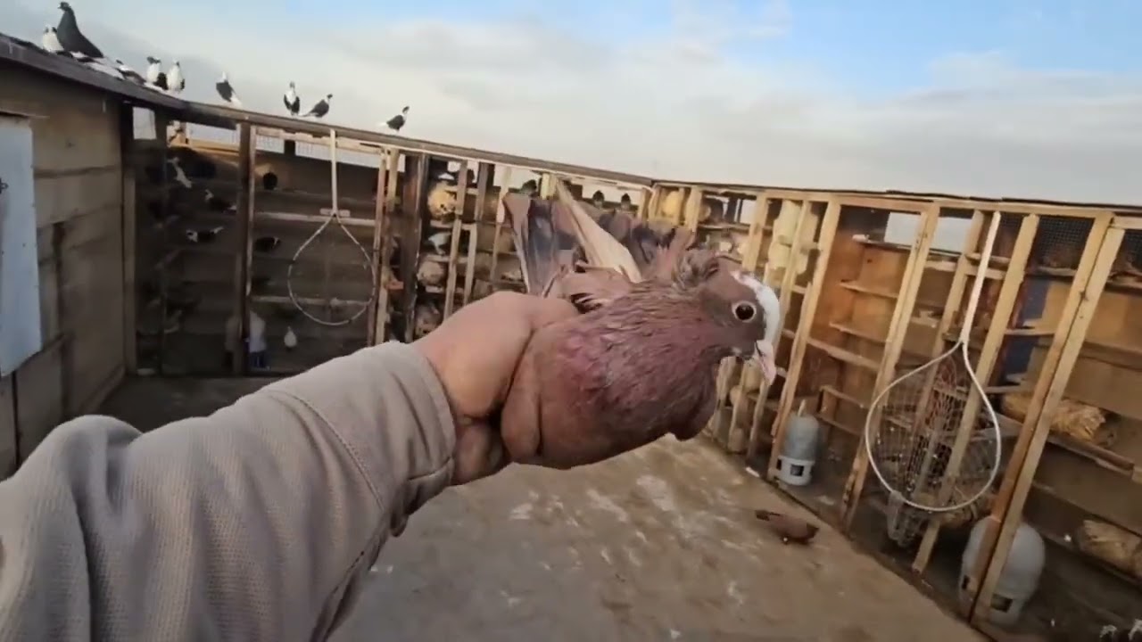 تفاعلكم صيد اليوم 8 لايكات صعدو الفيديو