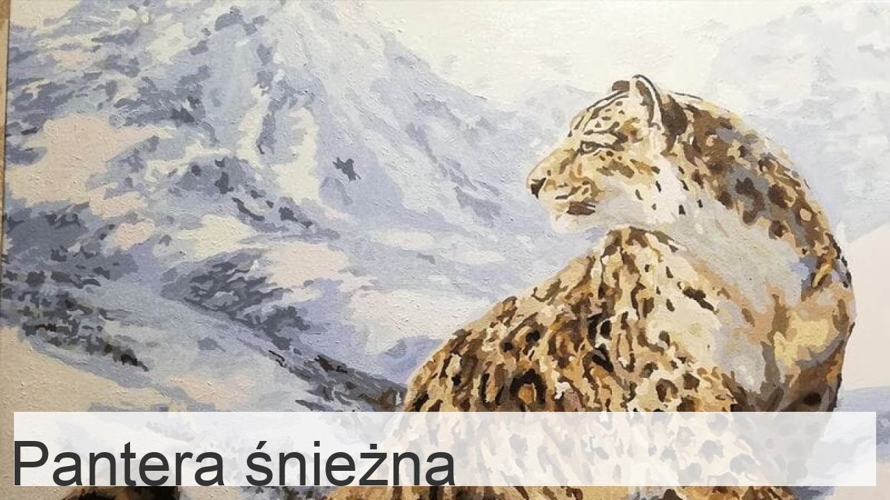 Pantera śnieżna (Panthera uncia) - charakterystyka, siedlisko, zwyczaje, żywienie i rozmnażanie