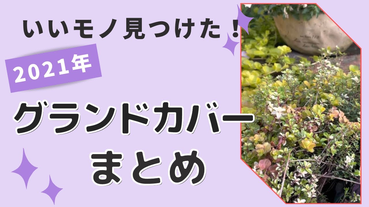 《2021グランドカバーの全てがわかる！？》今年植えてよかったのは！？日向～日陰おすすめ３選／要注意グランドカバー／早く覆いたい方向けなどグランドカバーまとめ動画／ガーデニング／園芸