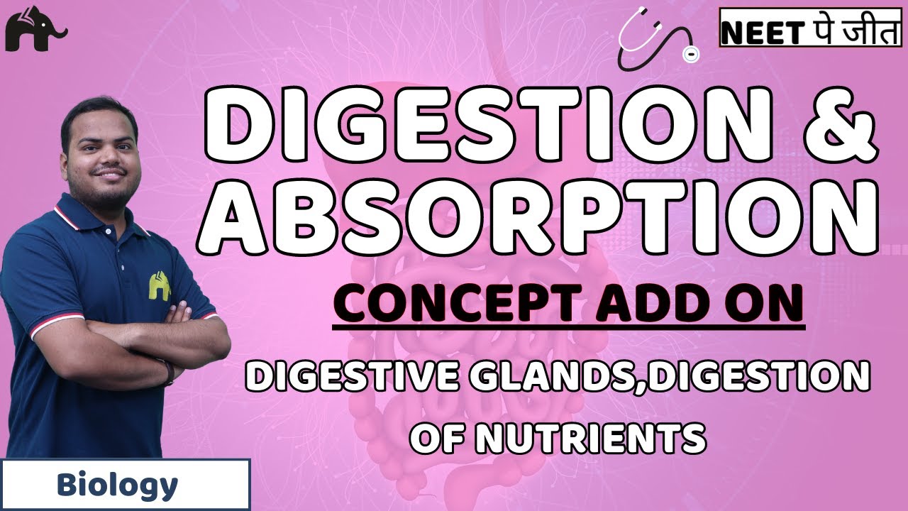 Digestion & Absorption Class 11 NEET | Digestive Glands, Digestion of nutrients | Biology