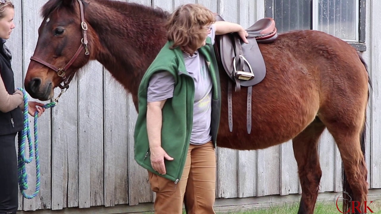 Is Your Horse Pain Free? Saddle Fitting with Dr. Joyce Harman