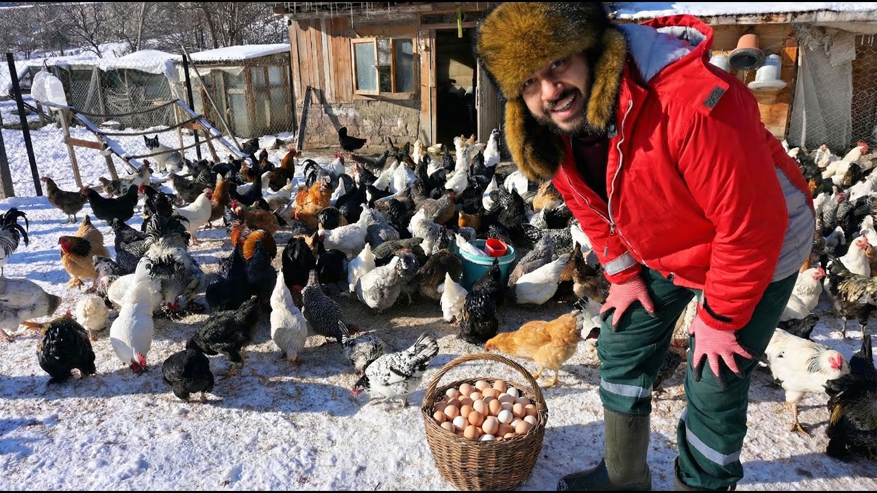 Kış Geldi ❄️ -20 Derecede Tavuk Yetiştiriciliği | Yumurta Toplama & Doğal Tavuk İlacı