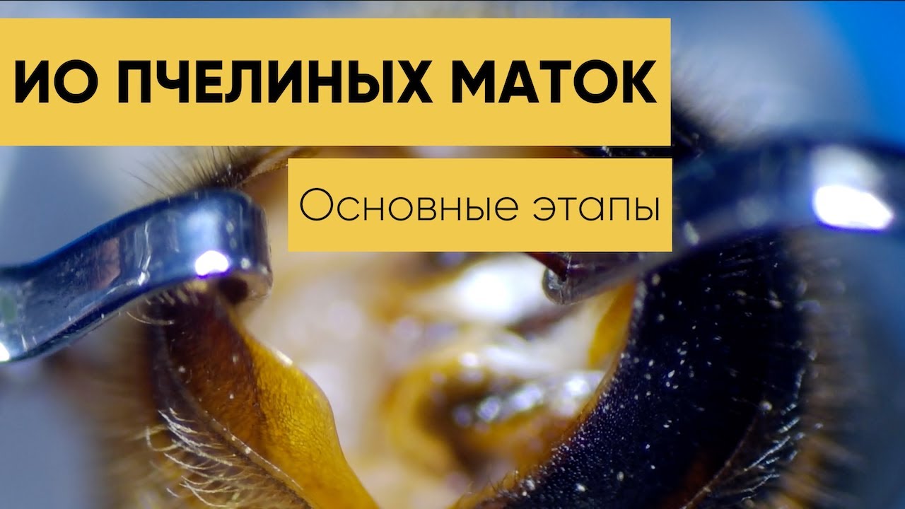 Инструментальное осеменение пчелиных маток / Instrumental Insemination Of Honey Bee Queens
