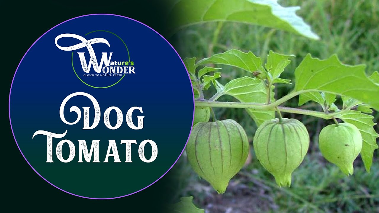Cutleaf Ground Cherry, dog tomato
