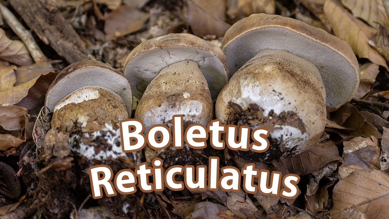 Mushroom Foraging - June 19th 2021 - Summer ceps | Boletus reticulatus | Porcini