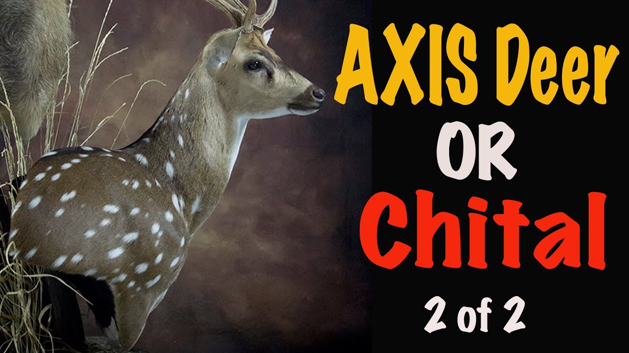 Axis deer Taxidermy. Part 2.  Chital Taxidermy. Art of Taxidermy.