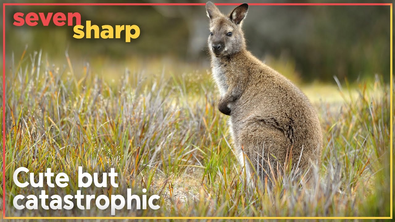 Someone’s letting wallabies loose in the South Island, says DOC | Seven Sharp